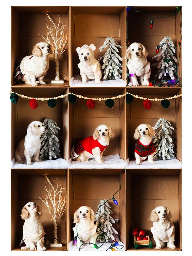 Lucy the dog christmas photo in boxes