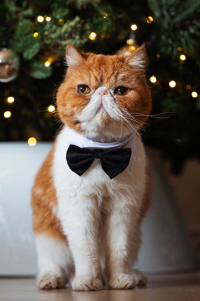 Pancake the cat Christmas cat portrait