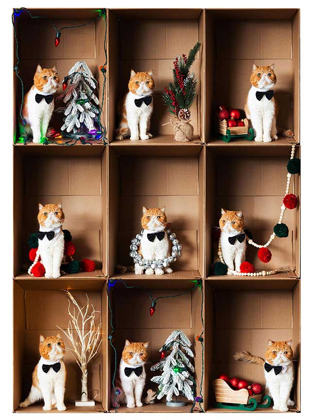 Pancake the cat Christmas photo in boxes
